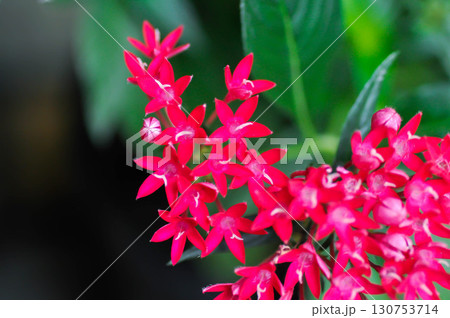 Pentas lanceolata , Egyptian star cluster or RUBIACEAE or Egyptian starcluster or Starflower Pentas lanceolata , Egyptian star cluster or RUBIACEAE or Egyptian starcluster or Starflower 130753714