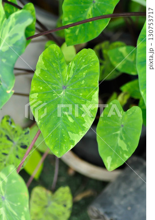 Colocasia esculenta, Lemon Lime Gecko or Colocasia 130753717