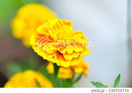 marigold or calendula flower , Tagetes erecta L or Compositae or African Marigold marigold or calendula flower , Tagetes erecta L or Compositae or African Marigold 130753719