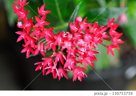 Pentas lanceolata , Egyptian star cluster or RUBIACEAE or Egyptian starcluster or Starflower Pentas lanceolata , Egyptian star cluster or RUBIACEAE or Egyptian starcluster or Starflower 130753739