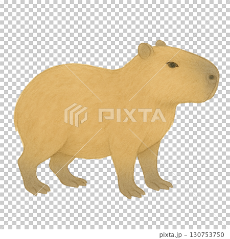 【動物】カピバラのイラスト 130753750