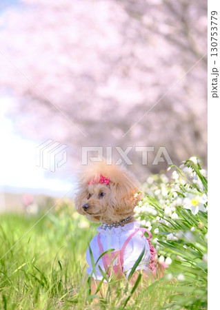 満開の桜の下を散歩するトイプードル 130753779