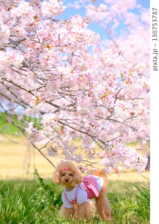 満開の桜の下を散歩するトイプードル 130753787