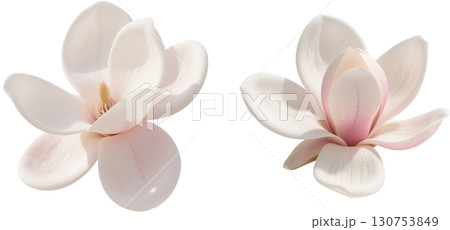 リアルなモクレンの花 130753849