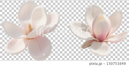 リアルなモクレンの花 130753849