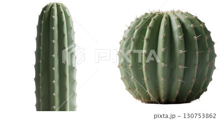 いろいろなサボテンの素材 いろいろなサボテンの素材 130753862