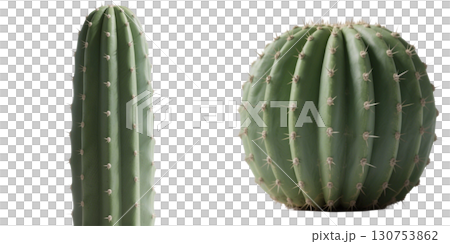 いろいろなサボテンの素材 いろいろなサボテンの素材 130753862