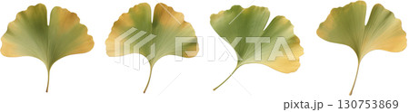 銀杏の葉 130753869