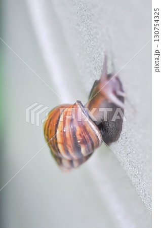 snail , gastropod or helix pomatia 130754325