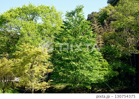 初夏の藍那の里公園 初夏の藍那の里公園 130754375