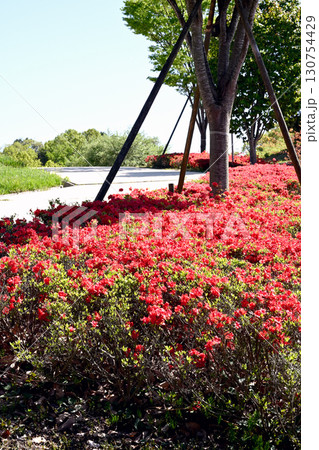 初夏の藍那の里公園 130754429
