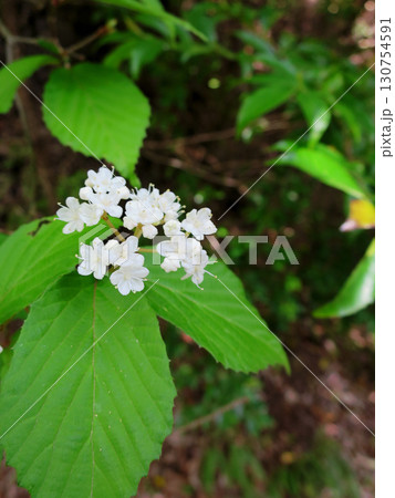 コバノガマズミ 130754591