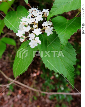 コバノガマズミ 130754592