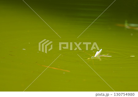 入水したカマキリと群がるメダカ 130754980