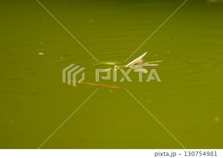入水したカマキリと群がるメダカ 入水したカマキリと群がるメダカ 130754981