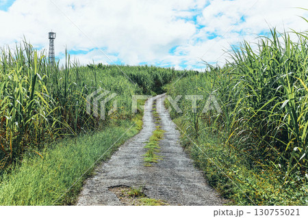 夏の思い出 130755021