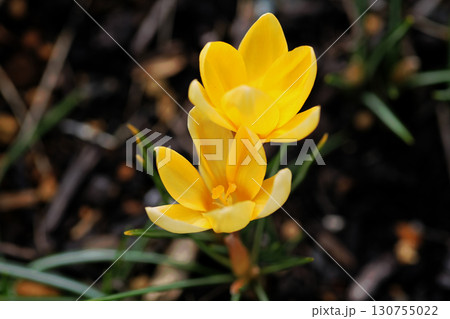 クロッカス 130755022