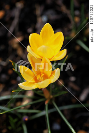 クロッカス 130755023