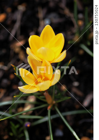 クロッカス 130755024