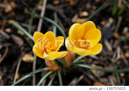 クロッカス 130755025