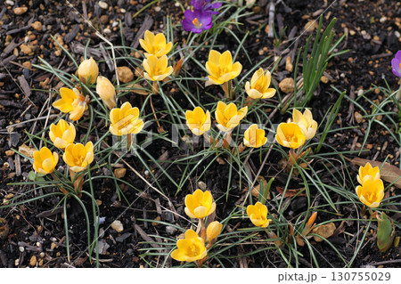 クロッカス 130755029