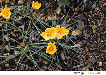 クロッカス 130755030