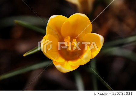 クロッカス 130755031