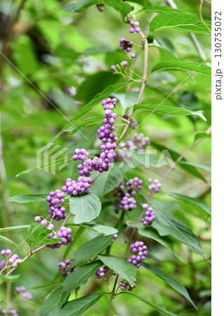 コムラサキ Purple Beautyberry コムラサキ Purple Beautyberry 130755072