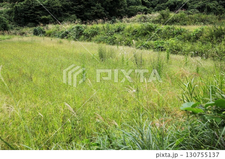耕作放棄地となった山あいの水田 130755137