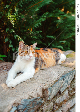Cat lounging on a stone wall in a lush green garden during daylight hours Cat lounging on a stone wall in a lush green garden during daylight hours 130755265