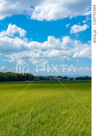 晩夏の水田地帯と青空のコピースペース 130755484