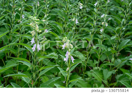 ゴマの花とゴマの実 ゴマの花とゴマの実 130755814