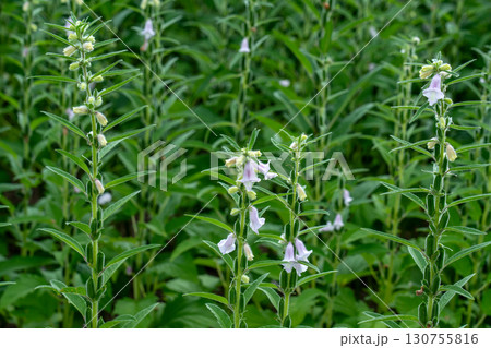 ゴマの花とゴマの実 ゴマの花とゴマの実 130755816