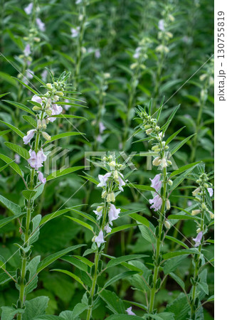 ゴマの花とゴマの実 ゴマの花とゴマの実 130755819