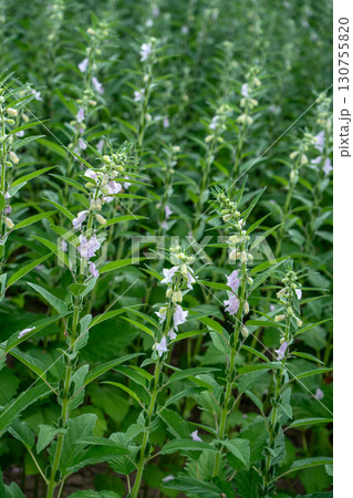 ゴマの花とゴマの実 130755820