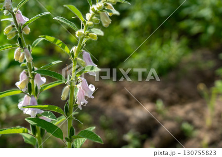 ゴマの花とゴマの実 ゴマの花とゴマの実 130755823