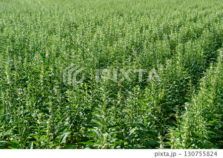 ゴマの花とゴマの実 130755824