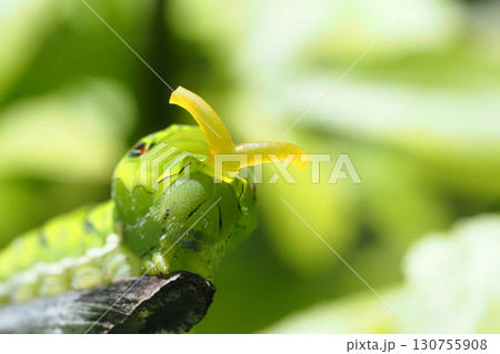 ナミアゲハ(アゲハ)の幼虫(5齢・臭角を出して威嚇) ナミアゲハ(アゲハ)の幼虫(5齢・臭角を出して威嚇) 130755908