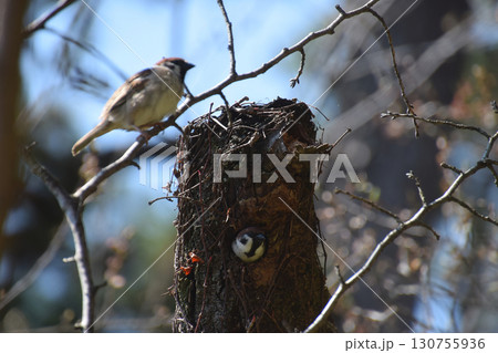 A pair of sparrows in nesthole 古木の巣穴で子育てを始めるすずめの夫婦 A pair of sparrows in nesthole 古木の巣穴で子育てを始めるすずめの夫婦 130755936