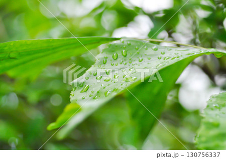 Caryota urens, Palmae or ARECACEAE or Caryota mitis Lour or Fishtail Palm or Wart Fishtail Palm and rain droplet 130756337