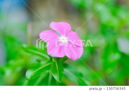Catharanthus roseus G Don ,APOCYNACEAE or Madagascar periwinkle or Vinca or Old maid Catharanthus roseus G Don ,APOCYNACEAE or Madagascar periwinkle or Vinca or Old maid 130756345