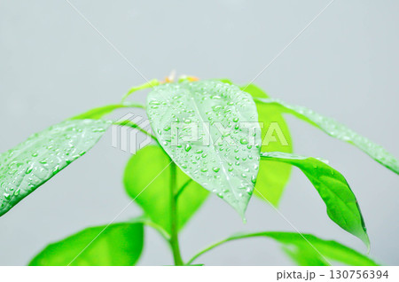 Persea americana Mill or Avocado, Lauraceae or Persea gratissima or avocado plant and rain droplet 130756394