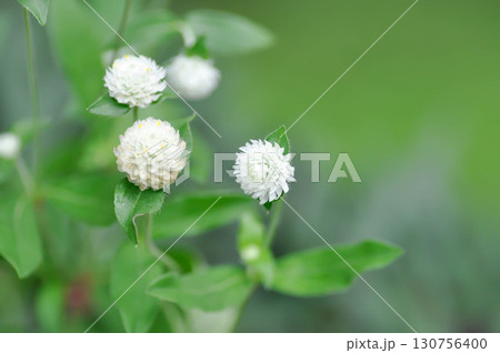 Amaranthaceae, Bachelors button or Globe Amaranthus or  Gomphrena globosa L or white flower Amaranthaceae, Bachelors button or Globe Amaranthus or  Gomphrena globosa L or white flower 130756400