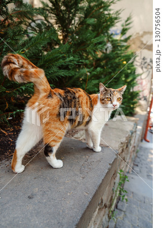 Calico cat strolling on a stone path in a lush garden setting during a sunny day 130756504