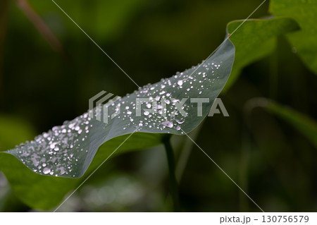 雫の付いた蓮の葉 130756579