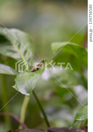 葉の上のイナゴ 130756580