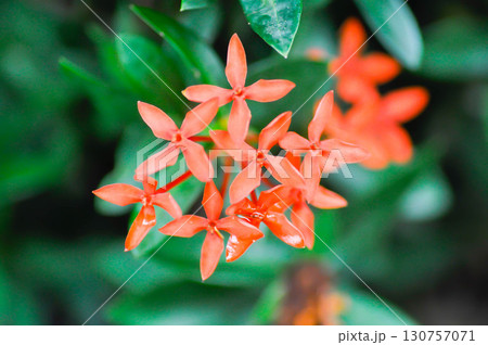 Ixora chinensis Lamk, Ixora spp or Zephyranthes or West Indian Jasmine Ixora chinensis Lamk, Ixora spp or Zephyranthes or West Indian Jasmine 130757071