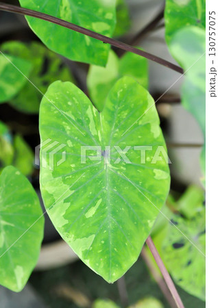 Colocasia esculenta, Lemon Lime Gecko or Colocasia 130757075