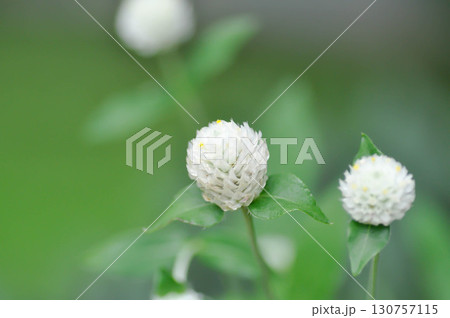 Amaranthaceae, Bachelors button or Globe Amaranthus or Gomphrena globosa L or white flower Amaranthaceae, Bachelors button or Globe Amaranthus or Gomphrena globosa L or white flower 130757115