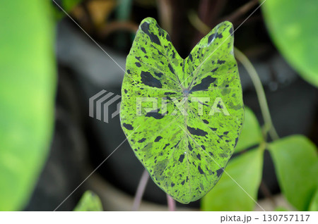 Alocasia, Alocasia mohito or Mojito Alocasia or tricolor alocasia or black and green leaf Alocasia, Alocasia mohito or Mojito Alocasia or tricolor alocasia or black and green leaf 130757117